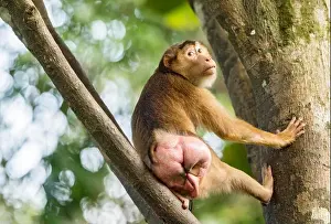 Macaque Prints: Female Southern Pig-tailed Macaque (Macaca nemestrina) in season as indicated by her swollen posterior
