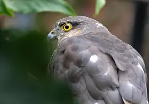Claw Prints: Female Sparrow hawking looking for prey in urban house garden