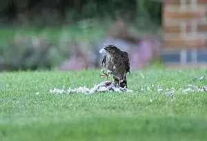 Suffolk Prints: A female Sparrowhawk, with her catch of a pigeon