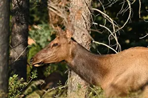 Stressless Prints: A female wapiti in the forest near Jasper, Alberta, Canada