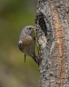 Cavity Prints: female Western Bluebird bringing nest materials to nest cavity, Sierra County California