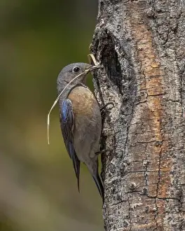 Cavity Prints: female Western Bluebird bringing nest materials to nest cavity, Sierra County California