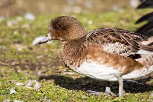 Markings Prints: A female Wigeon, Anas penelope on the widlfowl lake at Grange over Sands, Cumbria, UK