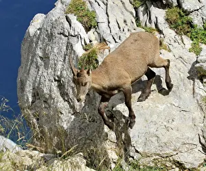 Ibex Prints: Female wild alpine ibex - steinbock portrait