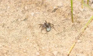 Terrestrial Prints: A Female Wolf Spider in the Family Lycosidae Guards her Egg Sac within her Back Legs Attached to her Spinnerets