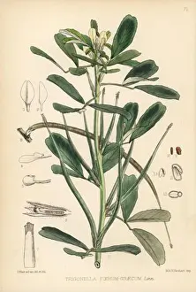 Botanical Illustration Prints: Fenugreek, Trigonella foenum-graecum