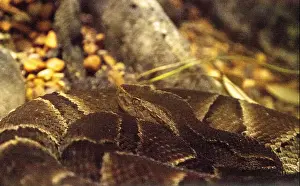 Venomous Prints: Fer-de-lance snake Bothrops asper is found in Mexico and South America
