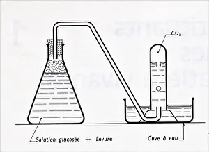Fermentation Prints: Fermentation alcoolique d'une solution glucosée