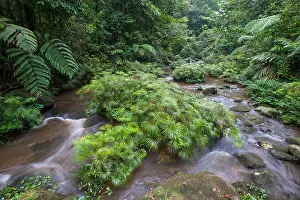 Ferns Prints: Ferns, Dipteris lobbiana, growing in a stream, Maliau Basin, Sabah, Malaysia, Borneo