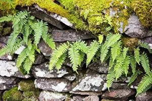 Lichen Prints: Ferns and moss on a dry stone wall near Ambleside, Lake District, UK