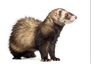 Looking Away Prints: Ferret (9 months old) looking right