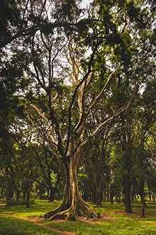 Green Forest Prints: Ficus benghalensis in Cubbon Park, Bangalore, India