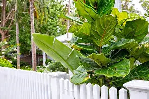 Front Garden Prints: Fiddle -leaf fig tree Ficus Lyrata growing outside in a Sydney private garden on the northern beaches