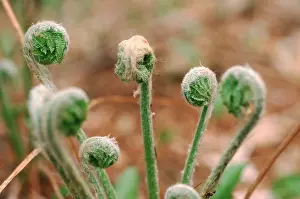 Ferns Prints: Fiddlehead ferns New Hampshire United States Native to northern New England they are considered a delicacy