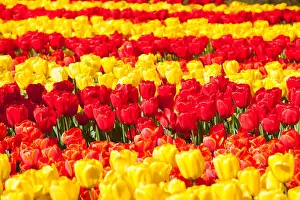 Vibrant Color Prints: Field of colorful tulips