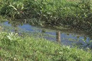 Ditch Prints: Field drainage ditch in sunshine