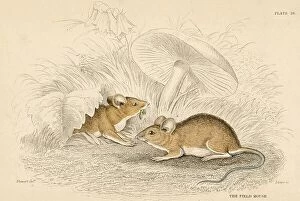 Images Dated 12th December 2023: Field Mouse - Mus sylvatica: small rodent. Hand-coloured engraving from A History of British