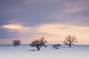 Calming Prints: Field of snow and individual trees with a winter sky