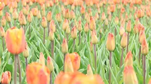 Buds Prints: A field with unopened tulips. Tulip buds close up