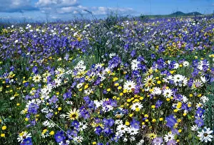 Calming Prints: A field of wild spring flowers near Darling in the Western Cape