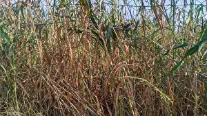 Farms Prints: Fields of Juar, jowar, Millet Sorghum crop ready for harvesting Rajasthan, India