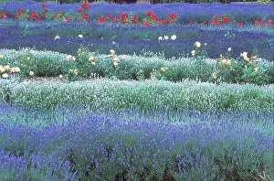 Perfume Prints: FIELDS OF LAVENDER AT HEACHAM WEST NORFOLK EAST ANGLIA ENGLAND UK
