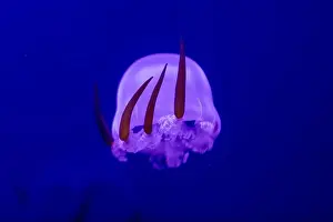Fiery Prints: Fiery Glow: Captivating Flame Jellyfish in Underwater Paradise