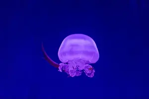 Fiery Prints: Fiery Glow: Captivating Flame Jellyfish in Underwater Paradise