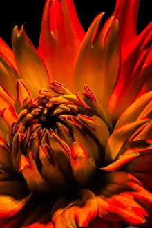 fiery red vibrant isolated dahlia blossom macro on black background in surrealistic pop art painting style