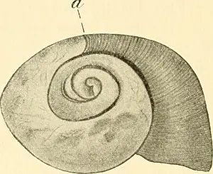 Gastropods Prints: Fig. 12. Regeneration der Schale einer Weinbergschnecke nach Ent- fernung des größeren Teiles der Windungen