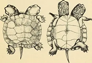 Mutation Prints: Fig. 21. Upper and lower surfaces of double-headed turtle compared with the usual specimens two to three days old