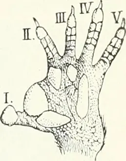 Toes Prints: Fig. 257. Phalauger celchonsis