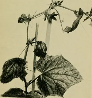 Pathology Prints: Fig. 40. Mosaic disease of the cucumber, showing the distorted leaves. [Facing page 142