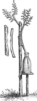 Propagation Prints: Fig. 5 Approach grafting or Inarching vintage engraving