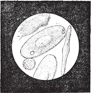 Frog Prints: Fig. 5. Blood cells of frog (55 thousandths of a millimeter)