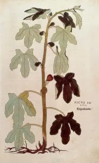 Medicament Prints: Fig, Ficus carica, Ficus sativa