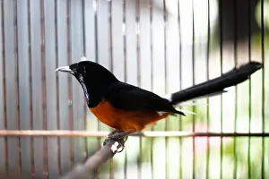 Territorial Prints: fighter bird or in asia called is a murai batu