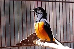 Territorial Prints: fighter bird or in asia called is a murai batu