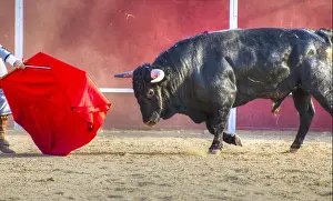 Bulls Prints: Fighting bull picture from Spain. Black bull
