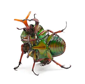 Wild Animals Prints: Fighting Flamboyant Flower Beetles or Striped Love Beetle