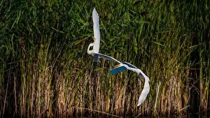 Long Legs Prints: Two fighting Great Egrets, tall