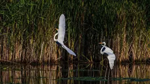 Long Legs Prints: Two fighting Great Egrets, tall