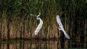 Long Legs Prints: Two fighting Great Egrets, tall