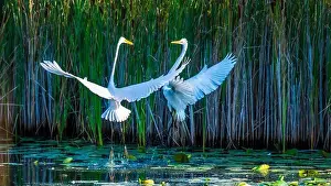 Long Legs Prints: Two fighting Great Egrets, tall