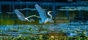 Long Legs Prints: Two fighting Great Egrets, tall