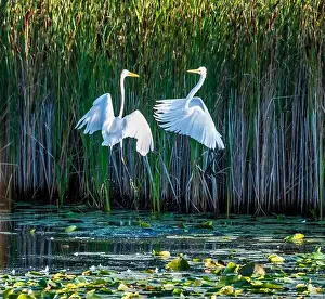 Long Legs Prints: Two fighting Great Egrets, tall