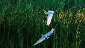 Long Legs Prints: Two fighting Great Egrets, tall