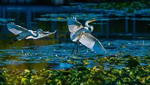 Long Legs Prints: Two fighting Great Egrets, tall