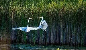Long Legs Prints: Two fighting Great Egrets, tall