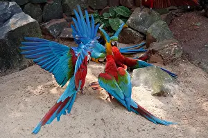 Absence Prints: Fighting Red-and-green Macaws (Ara chloropterus) and Blue-and-yellow Macaw (Ara Ararauna)
